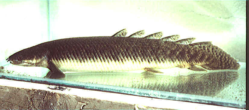 Bichir Species