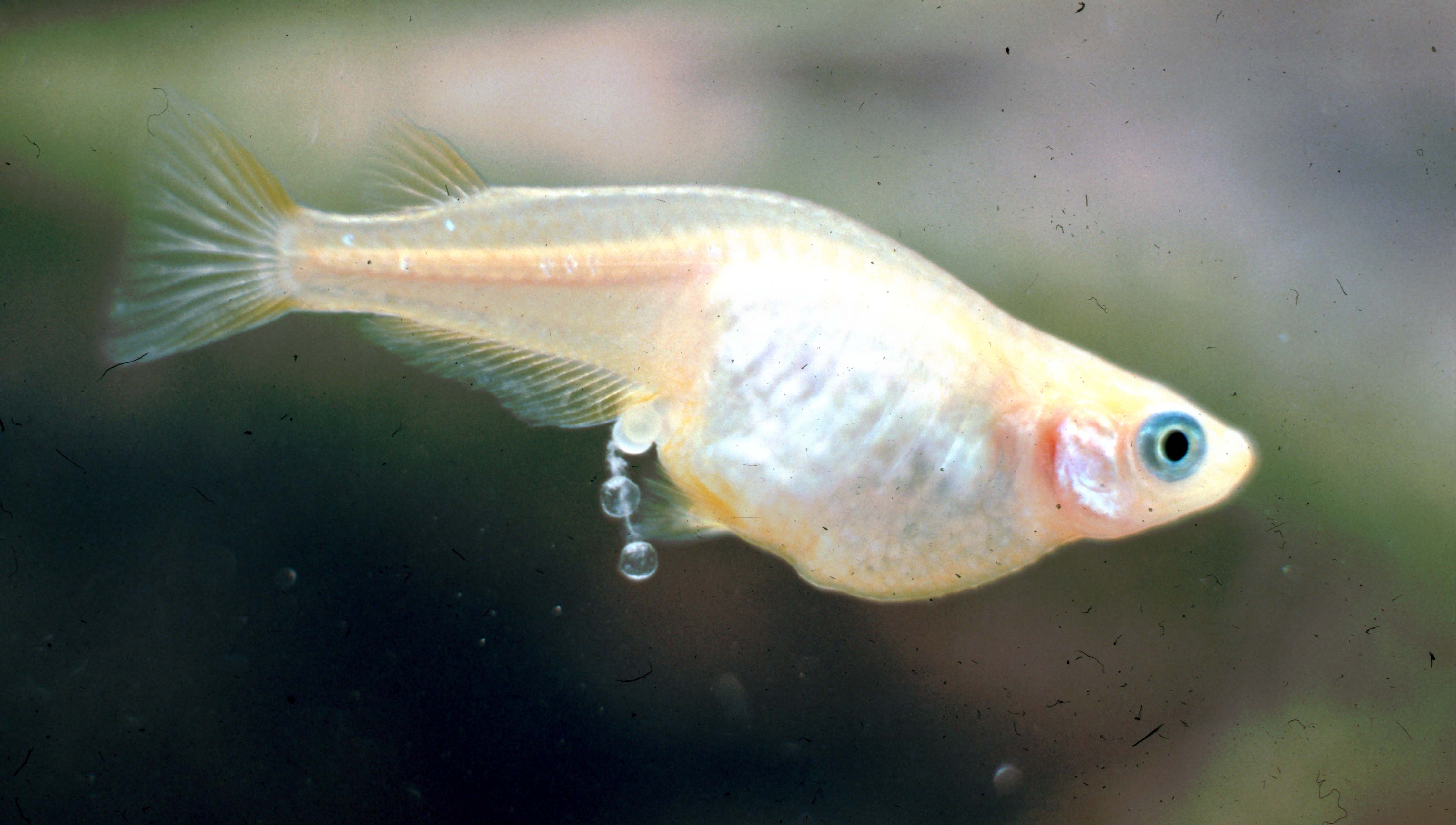 Tropical Fish Types: Javanese Ricefish Oryzias woworae – Daisy's Ricef...