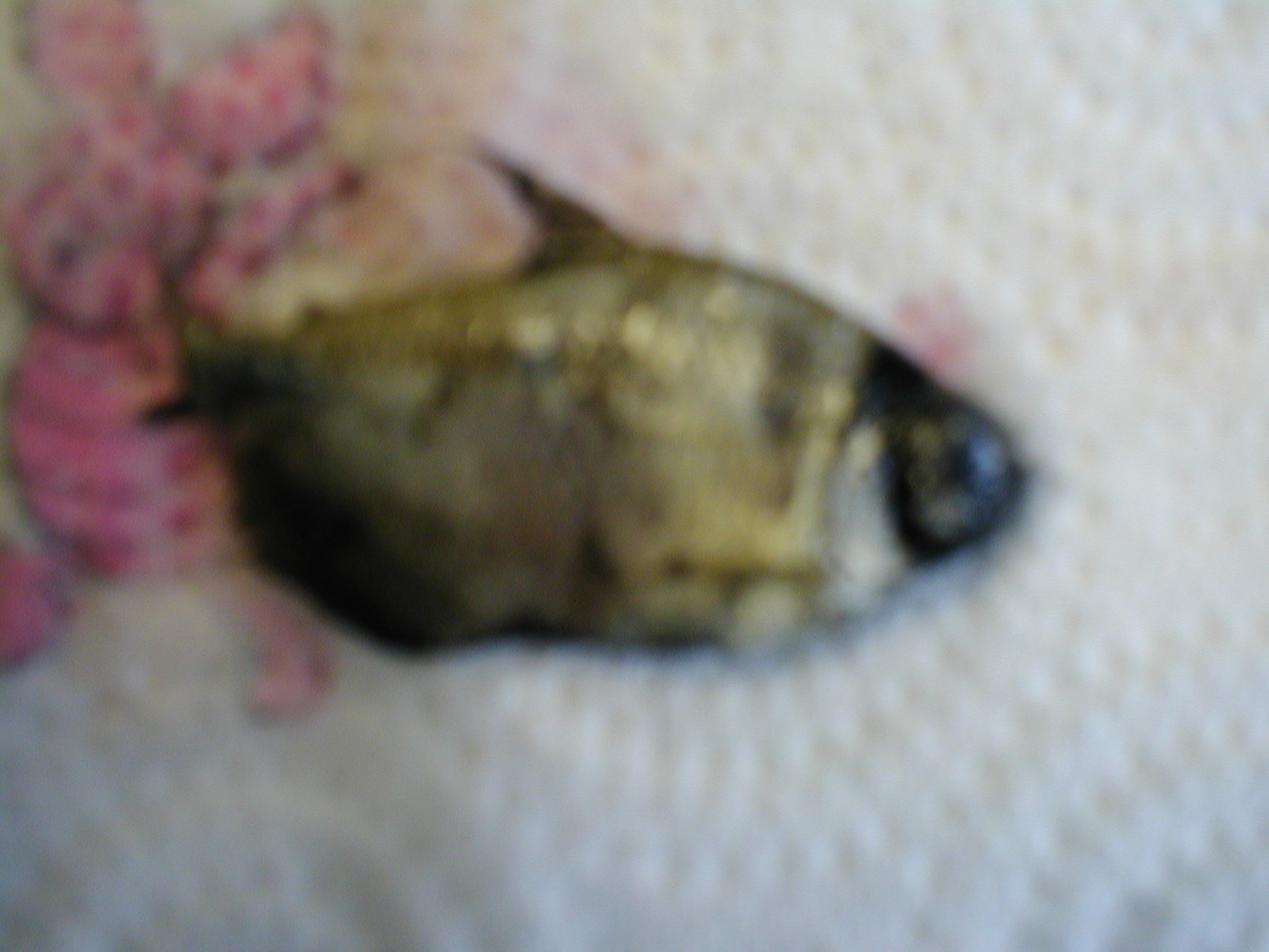 Black Widow Fish