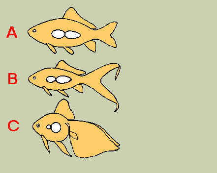 Female Comet Goldfish